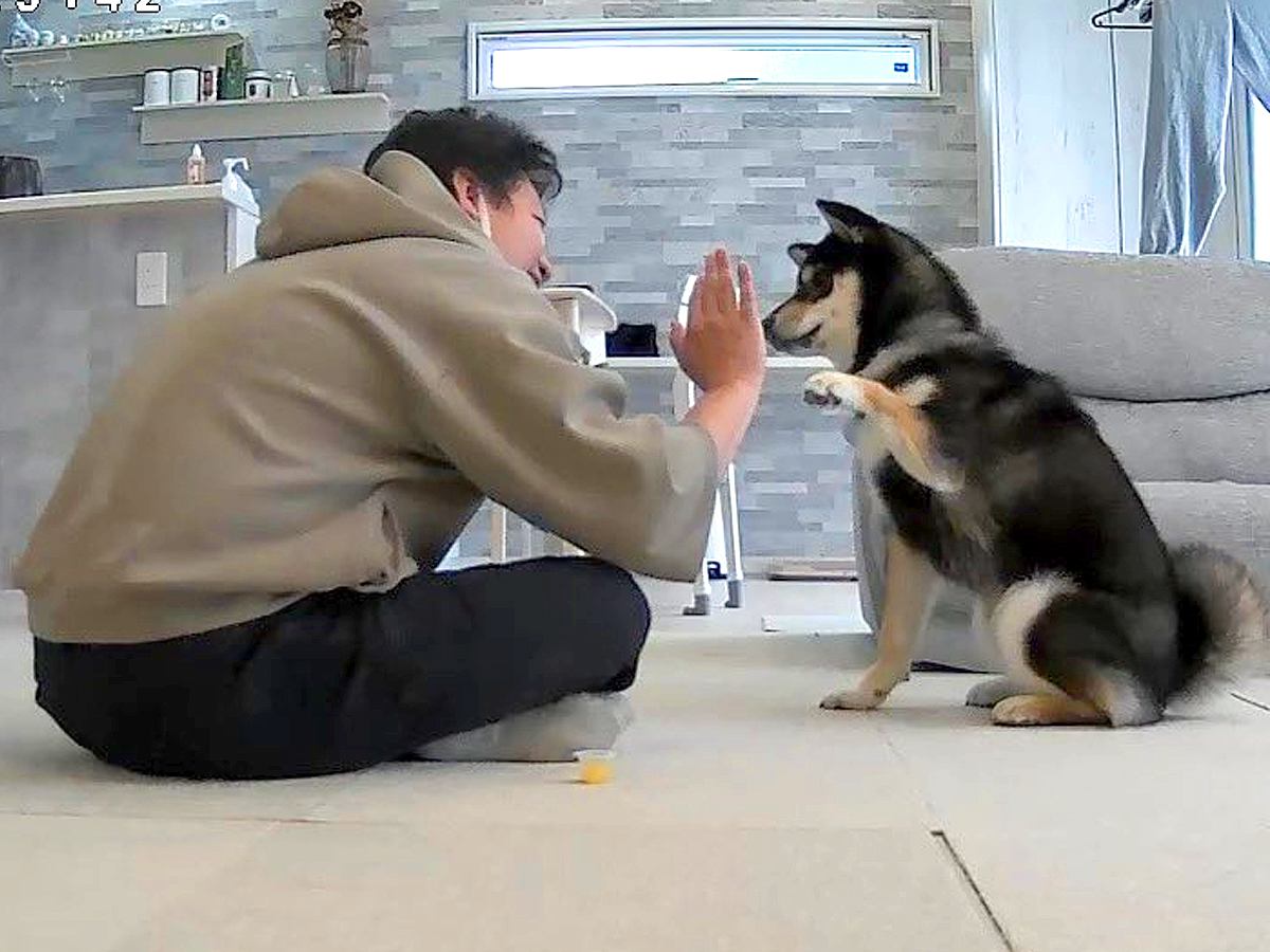 仕事中に見守りカメラを見てみたら…愛犬と旦那の仲良しっぷりが119万表示の話題「ハンカチ噛み締めてるの好き笑」「即帰宅案件ｗ」