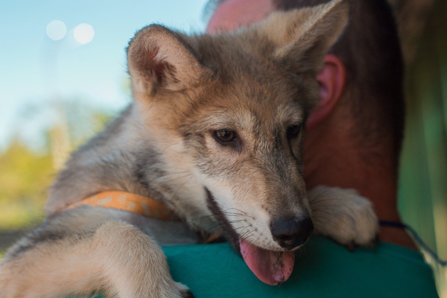 新発見！モッテコイ遊びができるオオカミの仔と犬の家畜化の関連