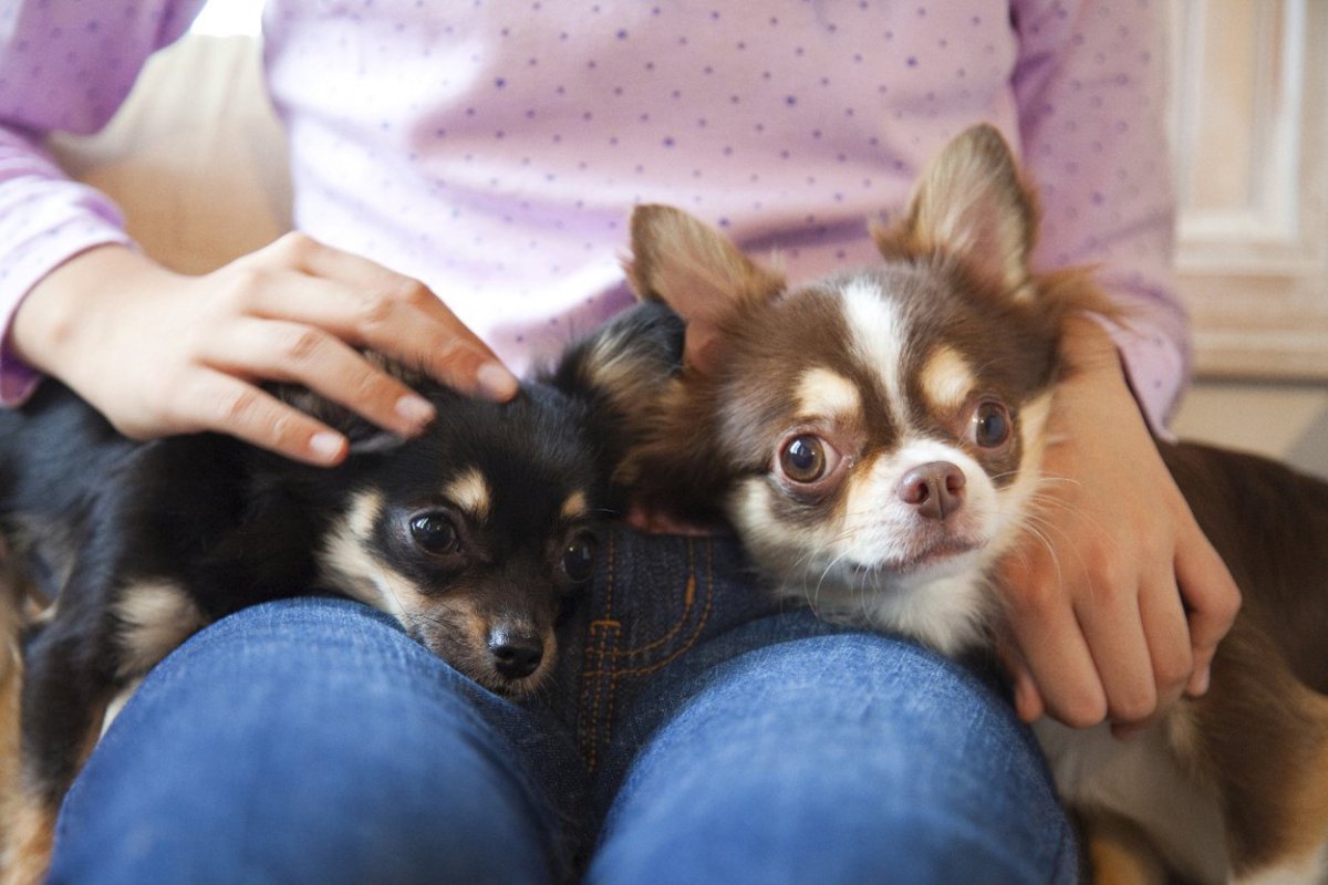 犬が飼い主の『膝に乗る時』の心理３選