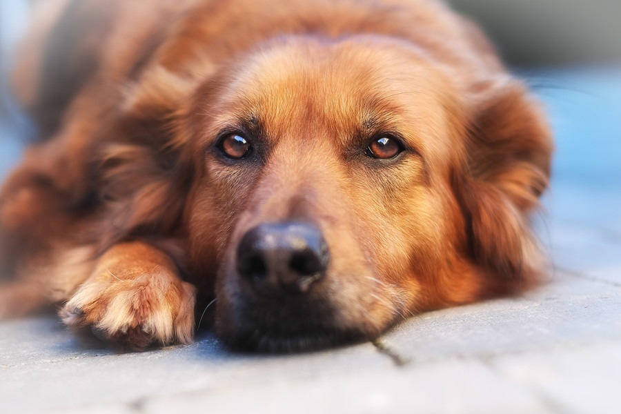 犬がつまらなそうなときに考えている4つのこと