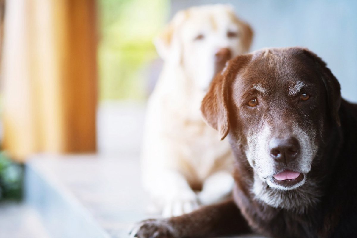 犬の『終活』後悔しないためにすべきこと5つ　いつから始めたらいいの？