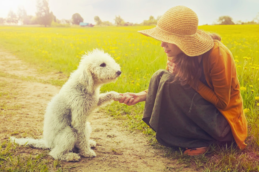 愛犬をもっと幸せにする『理想の飼い主』とは？