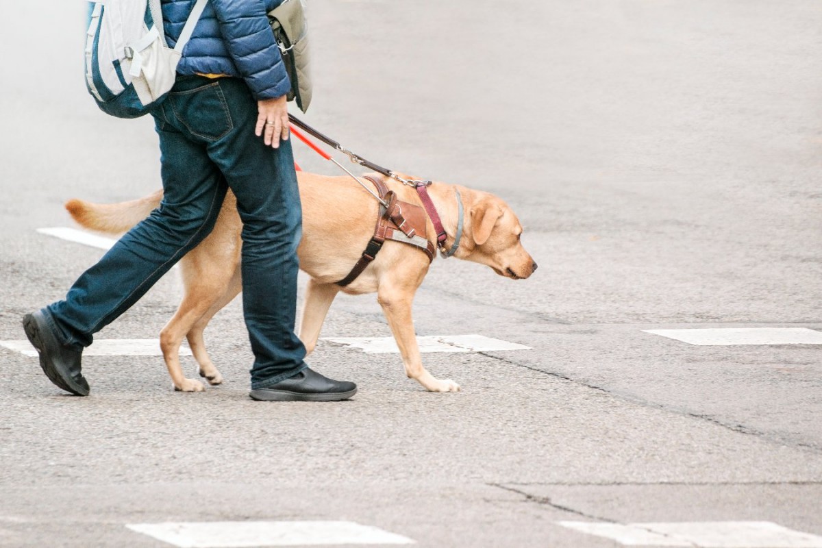 犬好き、犬の飼い主が心しておきたい盲導犬への妨害行為