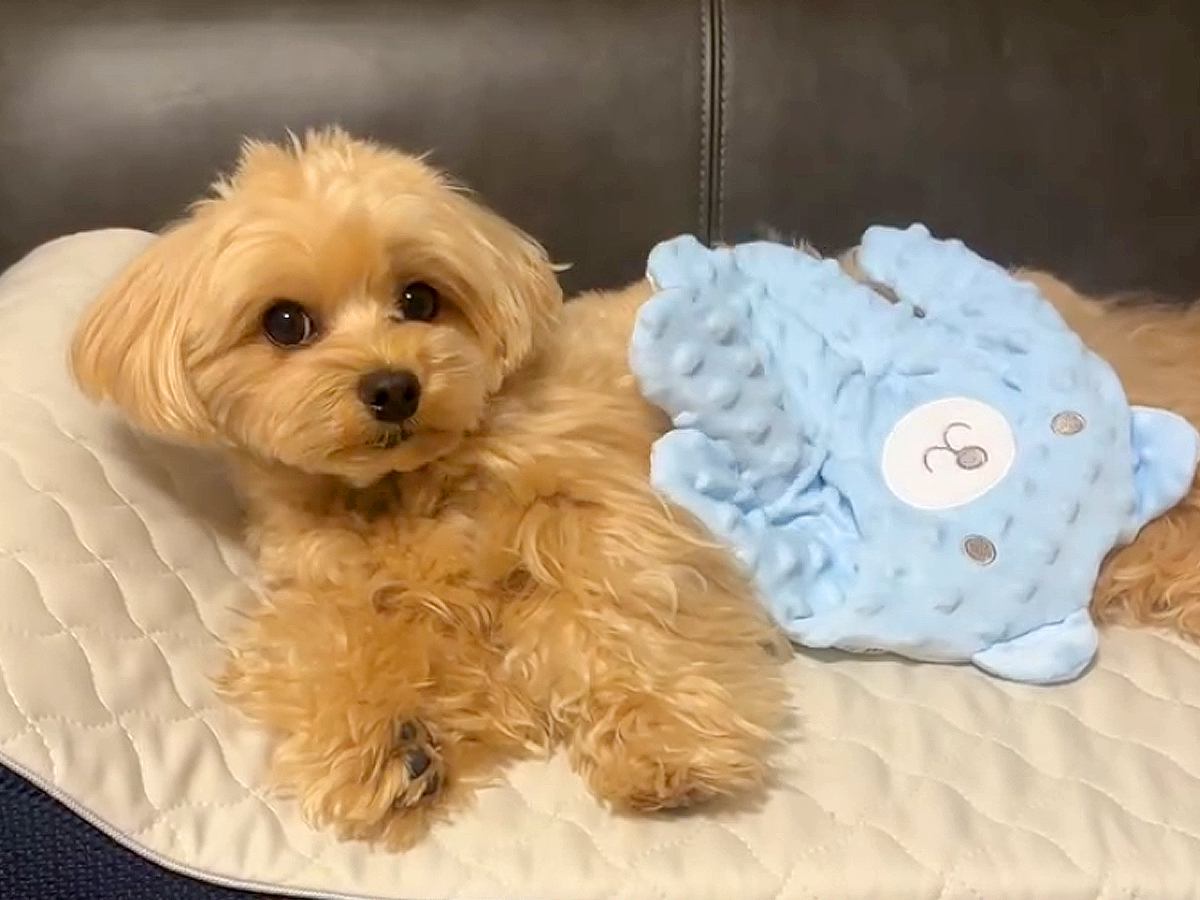 犬に『人間の赤ちゃん用の寝かしつけグッズ』を使ってみたら…「かわいいｗｗ」「適応能力が高すぎる」想像以上の"尊い反応"が156万再生