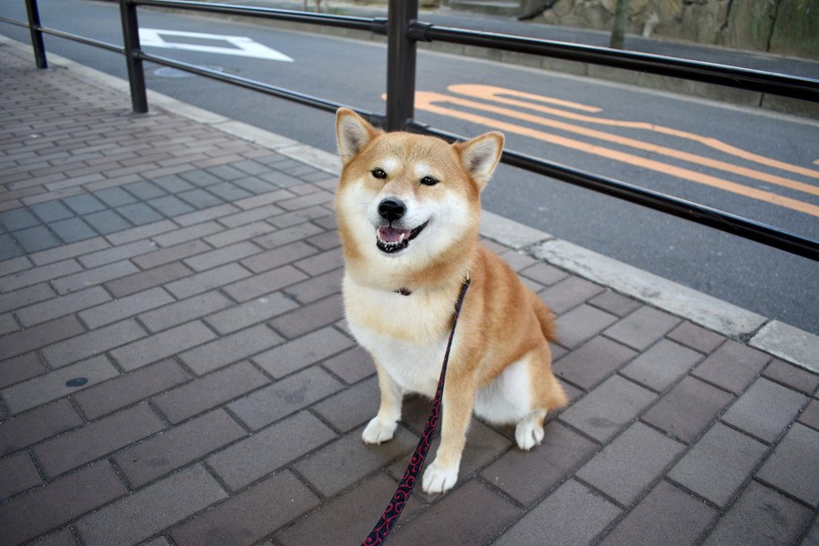 シニア犬がつらそうに散歩する…やるべき４つの対応とは