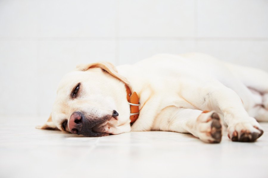 犬が『助けてください』と言っているサイン5選　異変にいち早く気づいてあげるために意識すべきこととは？