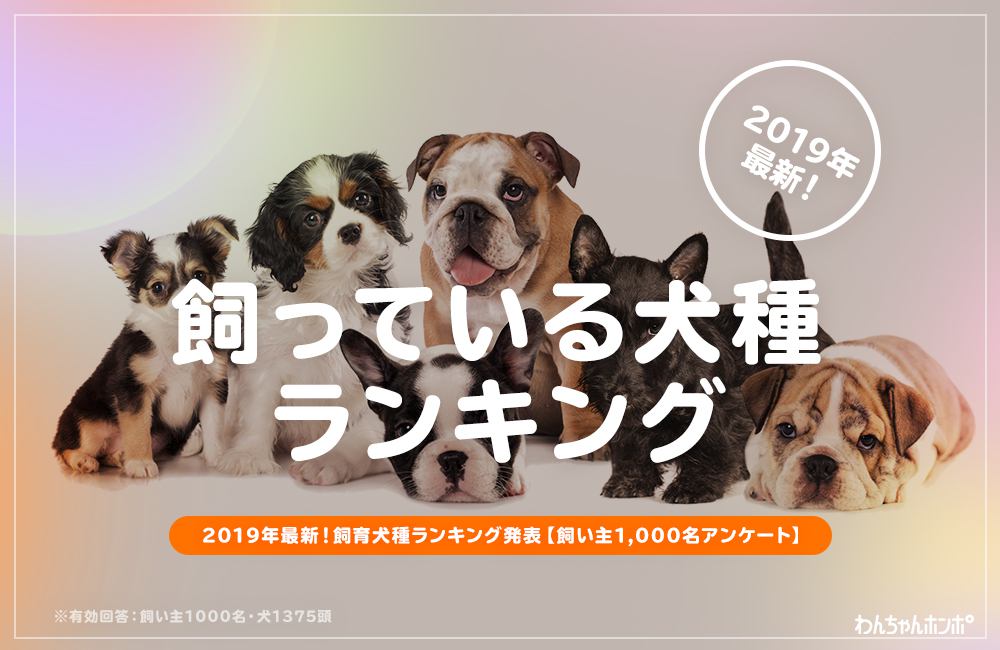 飼っている犬種ランキング発表！【飼い主1,000名アンケート】