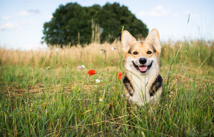 犬を笑顔にさせる4つのコツ♡犬が笑う時ってどんな心理なの？