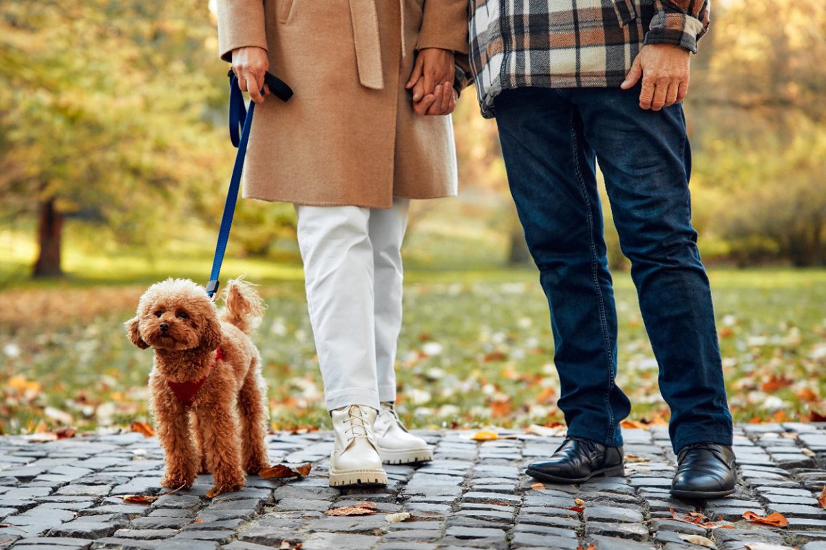 英国での調査〜愛犬がデート相手を嫌ったら？「つきあわない」が多数派