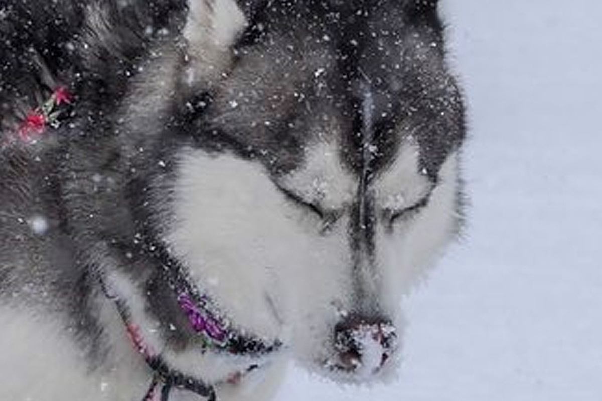 雪景色の中で『全集中』するハスキー犬→微動だにしない『まさかの理由』に1万6000いいね集まる「ウンの呼吸」「雰囲気出てるけどｗ」と爆笑