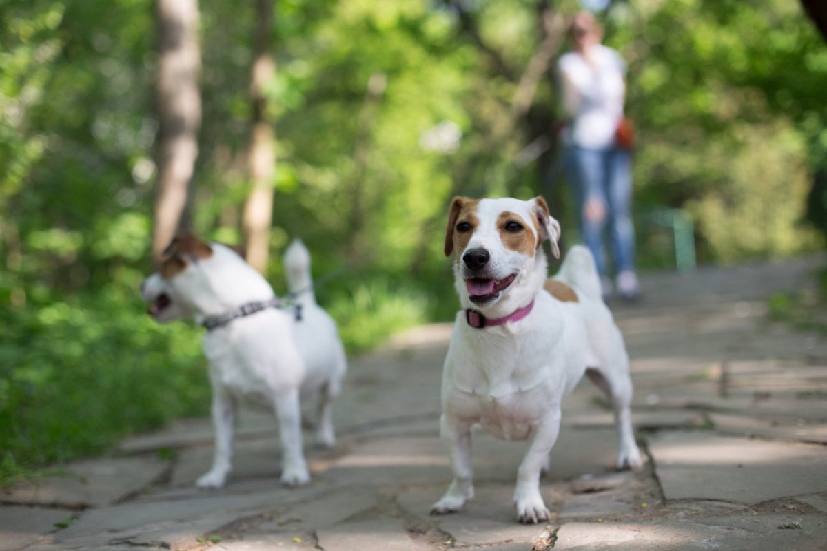 犬にリードを使うときの『絶対NG行為』4つ　今すぐに改善すべき飼い主の危険行動とは