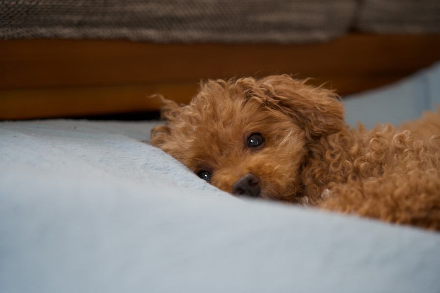 犬が『うつ病』になっているときの初期症状5選　見逃してはいけないサインや早期発見のポイントまで