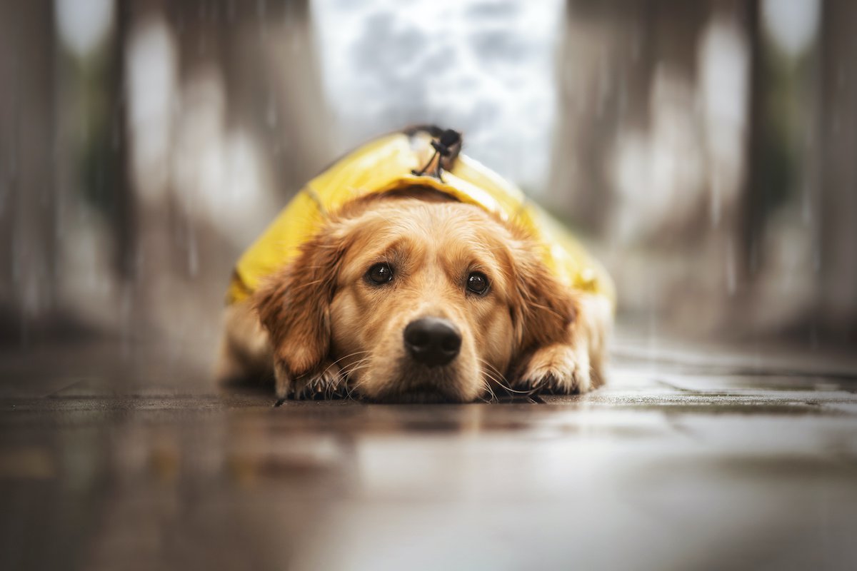 犬も雨が降ると落ち込むのはなぜ？人間と同じ「気象病」があるって本当？