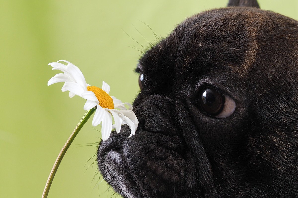 犬も『花粉症』になる！3つの症状と緩和するための対処法
