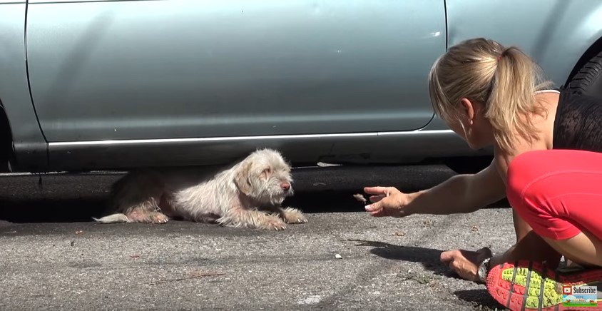 駐車場に住み付いて半年以上。保護を怖がり逃げる犬の姿が切ない