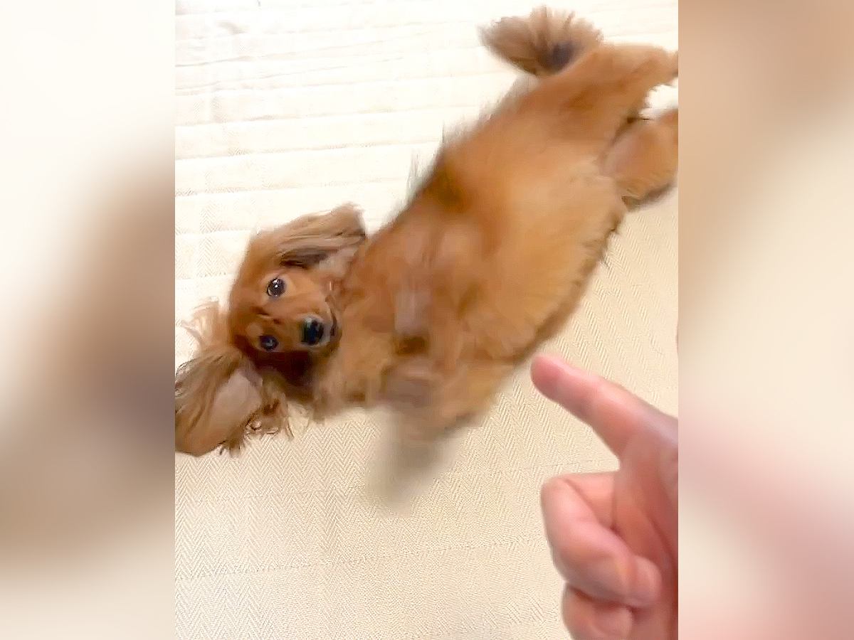 2匹の犬に『バーン』と言ってみた結果…個性的すぎる"撃たれたフリ"が105万再生「時差可愛すぎるｗ」「撃たれた後のほうが元気になるの草」