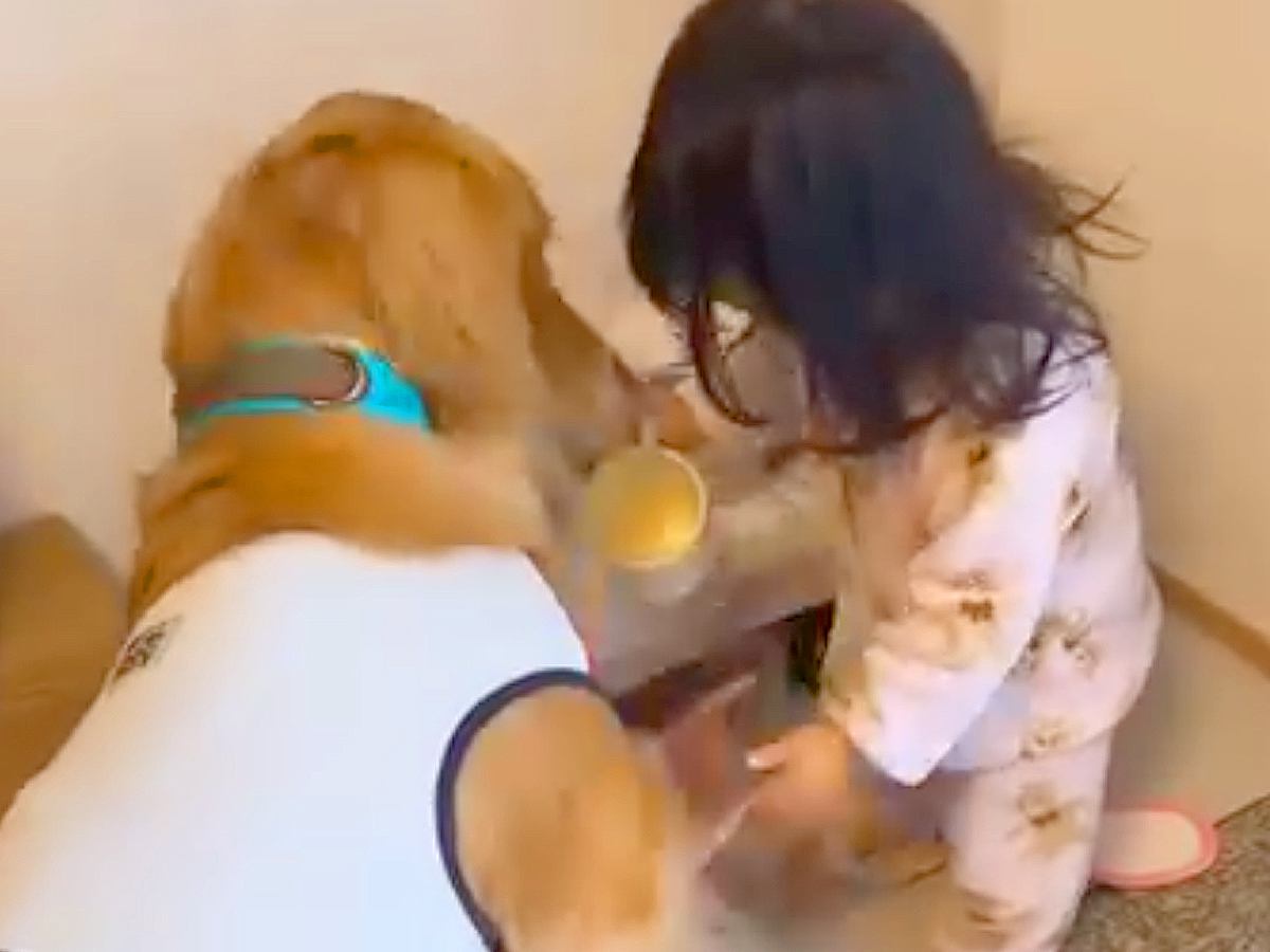 小さな女の子が『大型犬の朝ごはん担当』になった結果…思わず笑みがこぼれる『尊すぎる朝の様子』が7万再生「思いやりにあふれてる」と悶絶