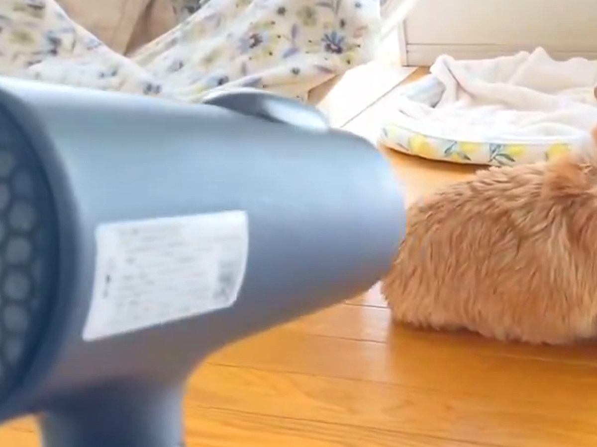 犬をシャンプー後、ドライヤーで乾かそうとしたら…『一生乾かない』まさかの"謎すぎるルール"が548万表示「自然乾燥で草」「遠すぎｗ」と爆笑