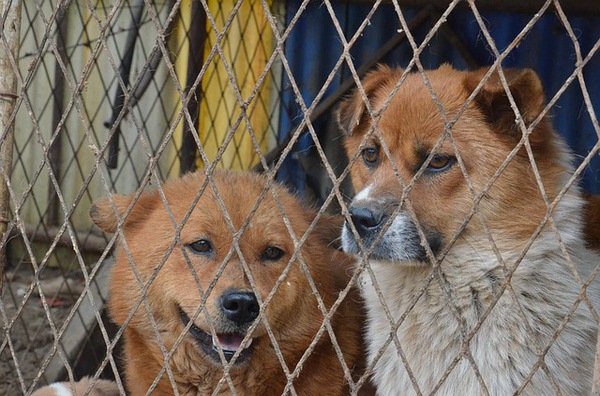 保護犬の実態と里親になるという選択肢