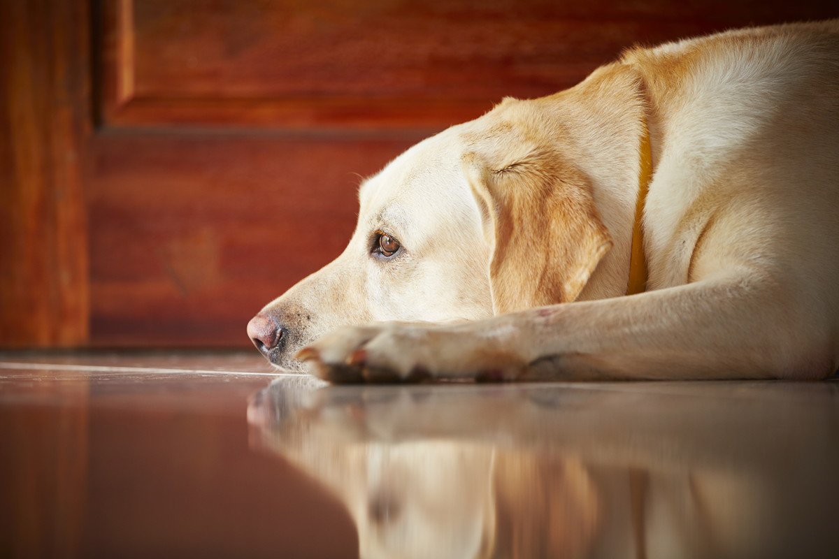 犬が『不安になりすぎている時』に見せる仕草や行動4選