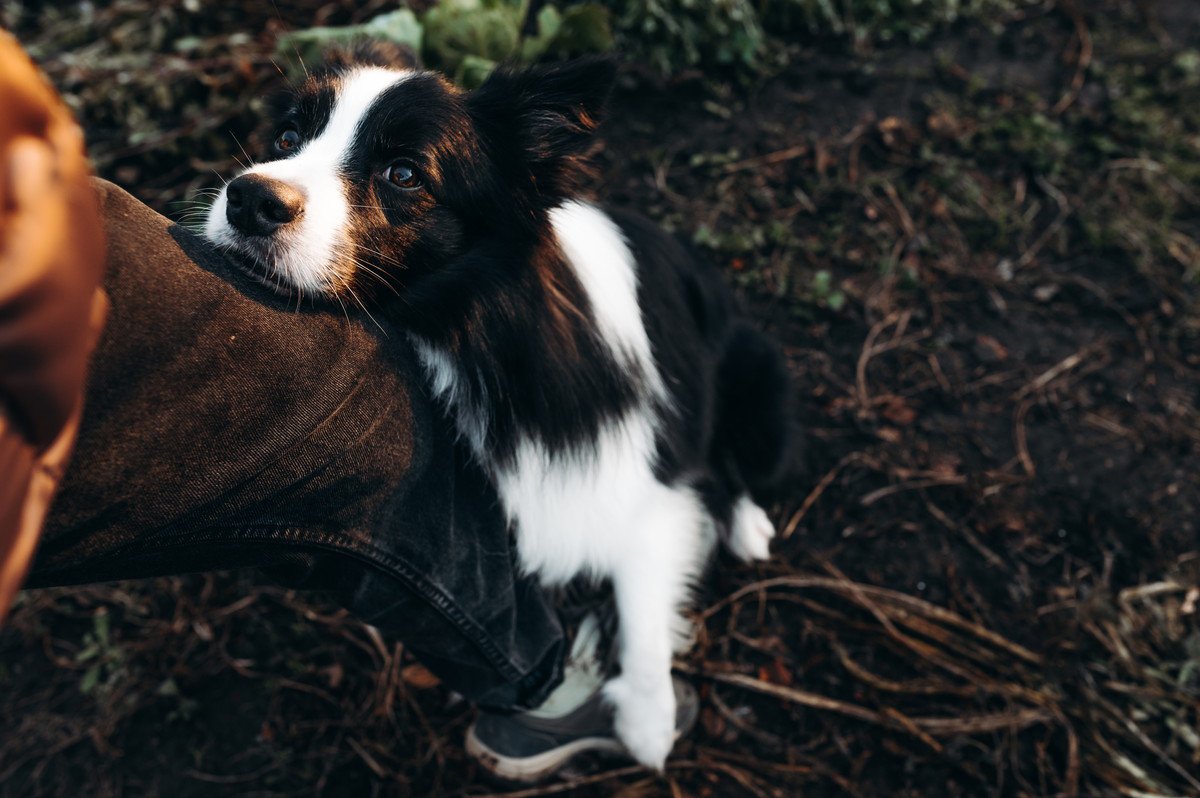 犬が『人間に腰を振る』心理４選　主な理由や飼い主がしてはいけないNG行為まで解説