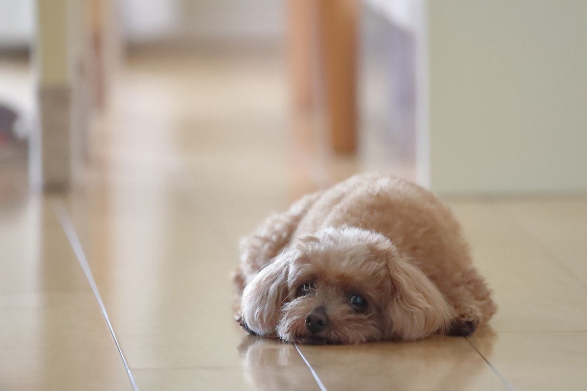 犬が『突然立てなくなる』原因5つ　危険な症状や今すぐに病院へ行くべき状況まで