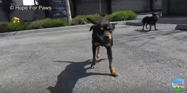 工場に住み着いた2匹の仲良し犬。従業員たちのおかげでスムーズな保護！