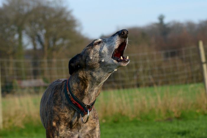 犬の鳴き声がうるさい時の苦情はどこに出せば良い？対策方法についても