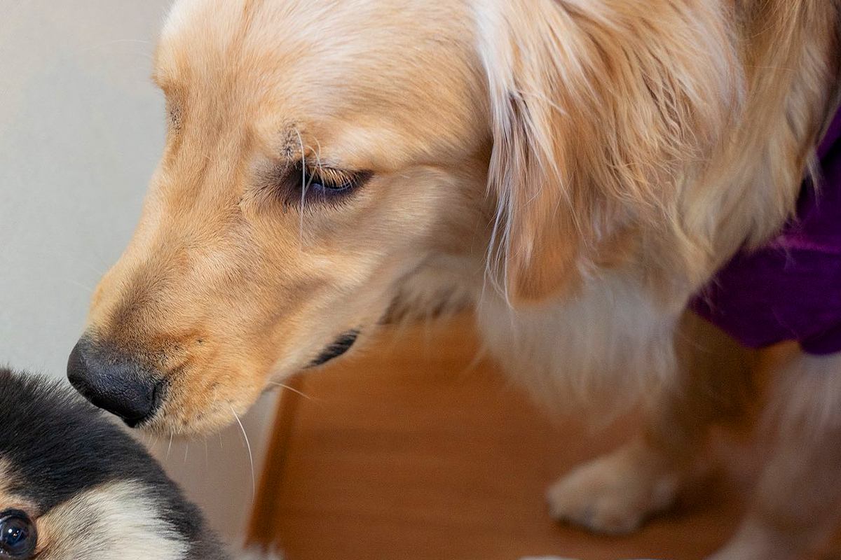 生まれて初めて『大型犬』と接触した小型犬→想像以上にビビってしまい…100点満点な『表情』に1万いいね「壁になるの草」「アザラシすぎる」