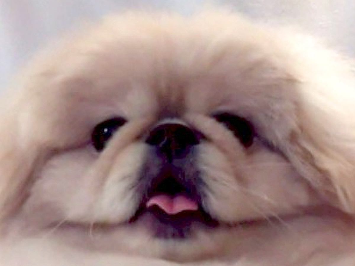 リモート会議に参加した犬→あまりにも馴染みすぎていて…まさかの『服の柄と化す光景』に7万いいね集まる「大爆笑ｗｗ」「本当に服で草」