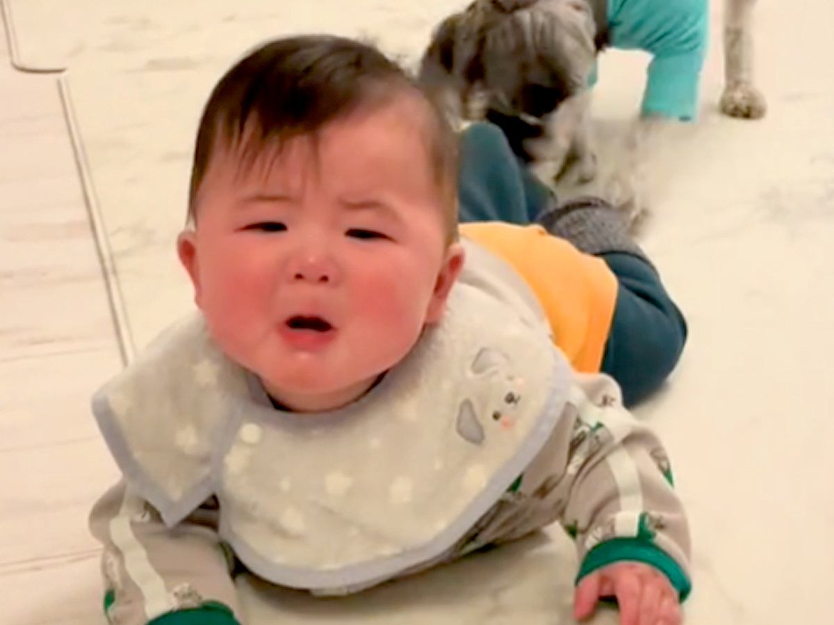キッチンに侵入しようとする赤ちゃん→危険を感じた犬が…本当の姉と弟のような『必死すぎる止め方』が271万再生「容赦なくて草」「助かるｗ」