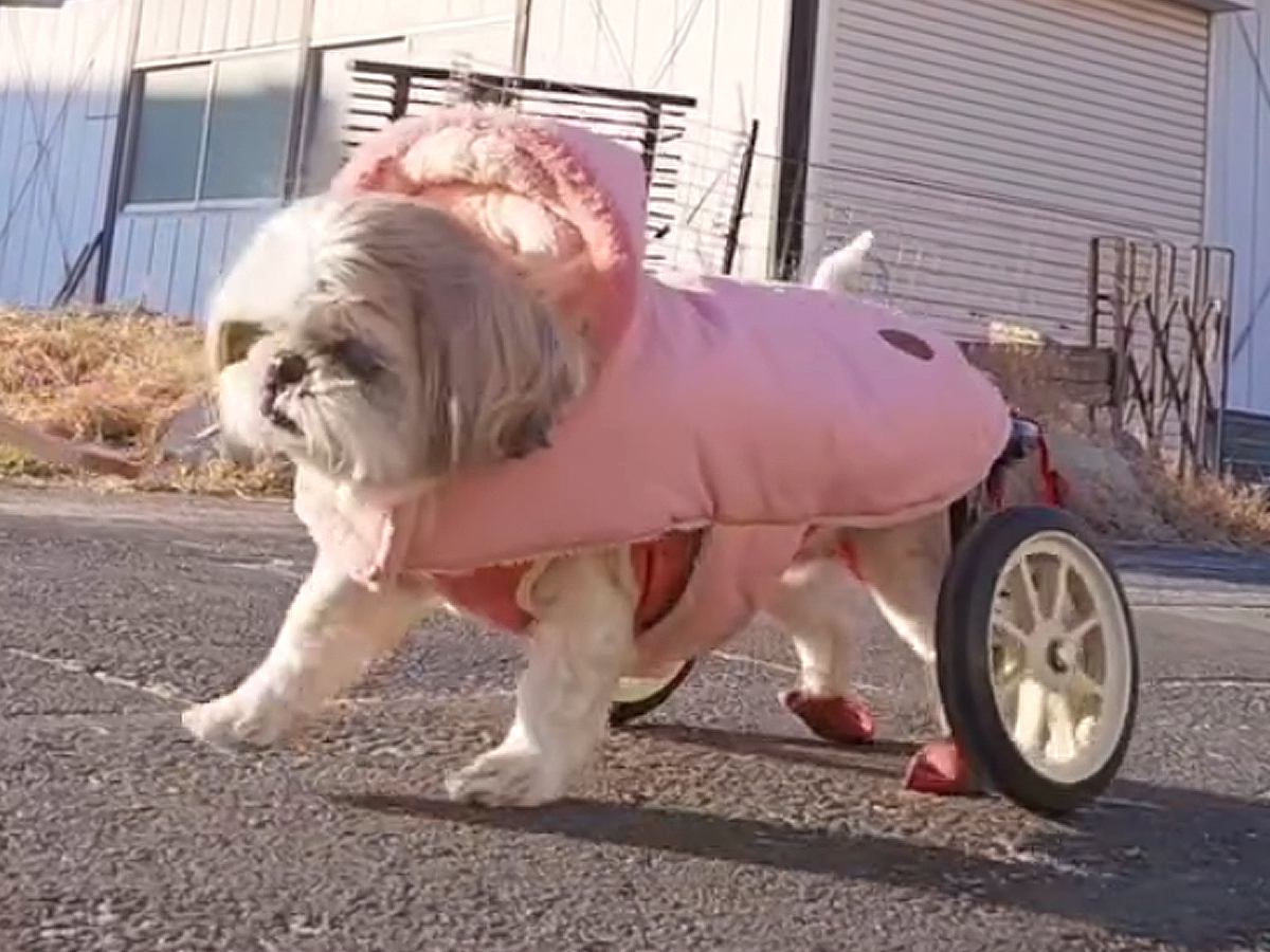 『犬は喜んでるの？』足が動かない"車いすの犬"を散歩中、知らない人から声をかけられ…予想できなかった結末に「素敵な方でよかった」と感動
