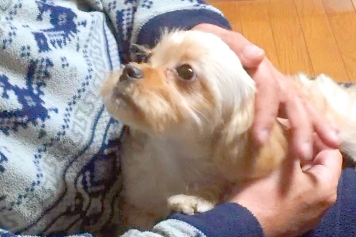お父さんが亡くなる前日、『帰るよ』と言っても犬が離れようとせずに…涙が止まらない『最期の記録』に反響「なにか感じてたのかな」「泣いた」