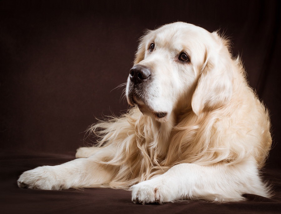 高齢者が大型犬を飼う前に考えてほしいこと【石を食べるラブラドールの事例】