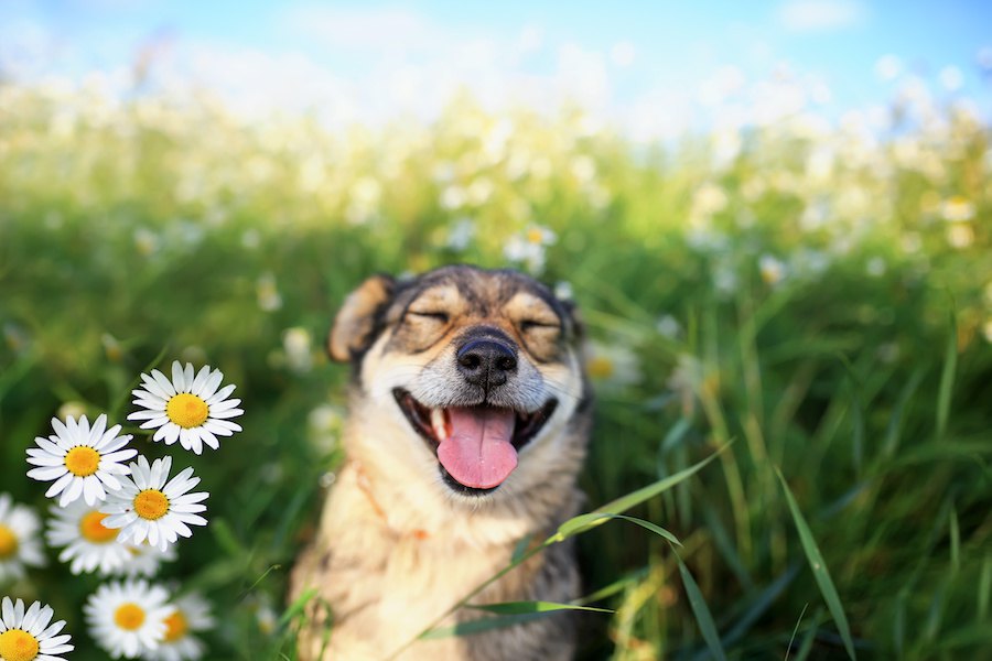 犬と心が通じたと思った瞬間３つ