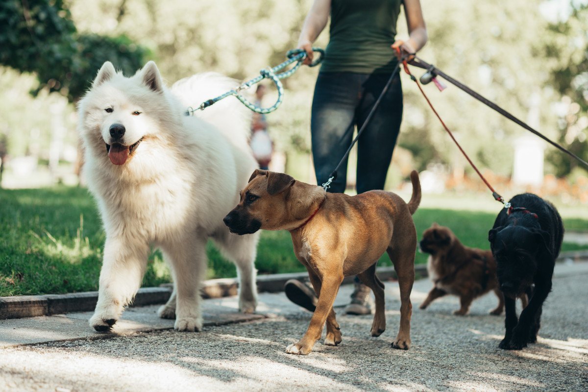 小型犬と大型犬ではこんなに違う！『犬種に合ったお散歩』講座