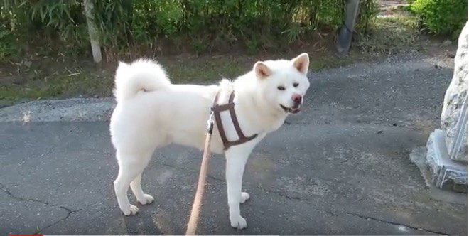 あっちいけー！悪戯カラスを勇敢に追い払う秋田犬がカッコイイ！