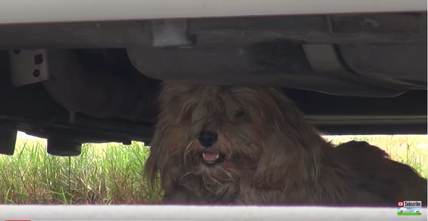 保護された野良犬がベタベタ→ツルツル→モフモフになる変化がすごい！