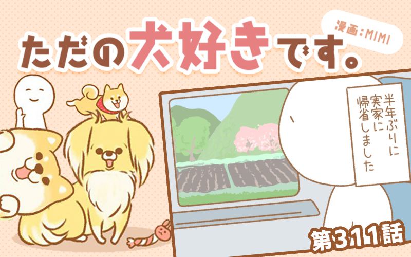 ただの犬好きです。【第311話】「帰省」