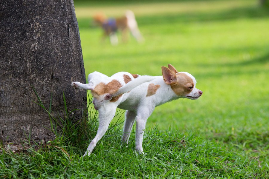 犬のマーキングには意味がある！４つの理由とやめさせる方法