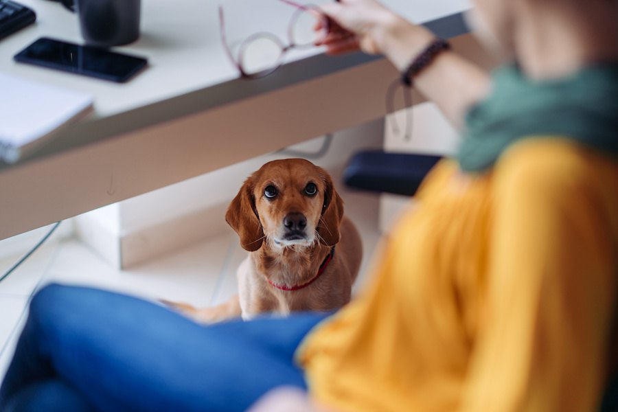 職場に犬が居ることをメリットとするには条件があるという調査結果