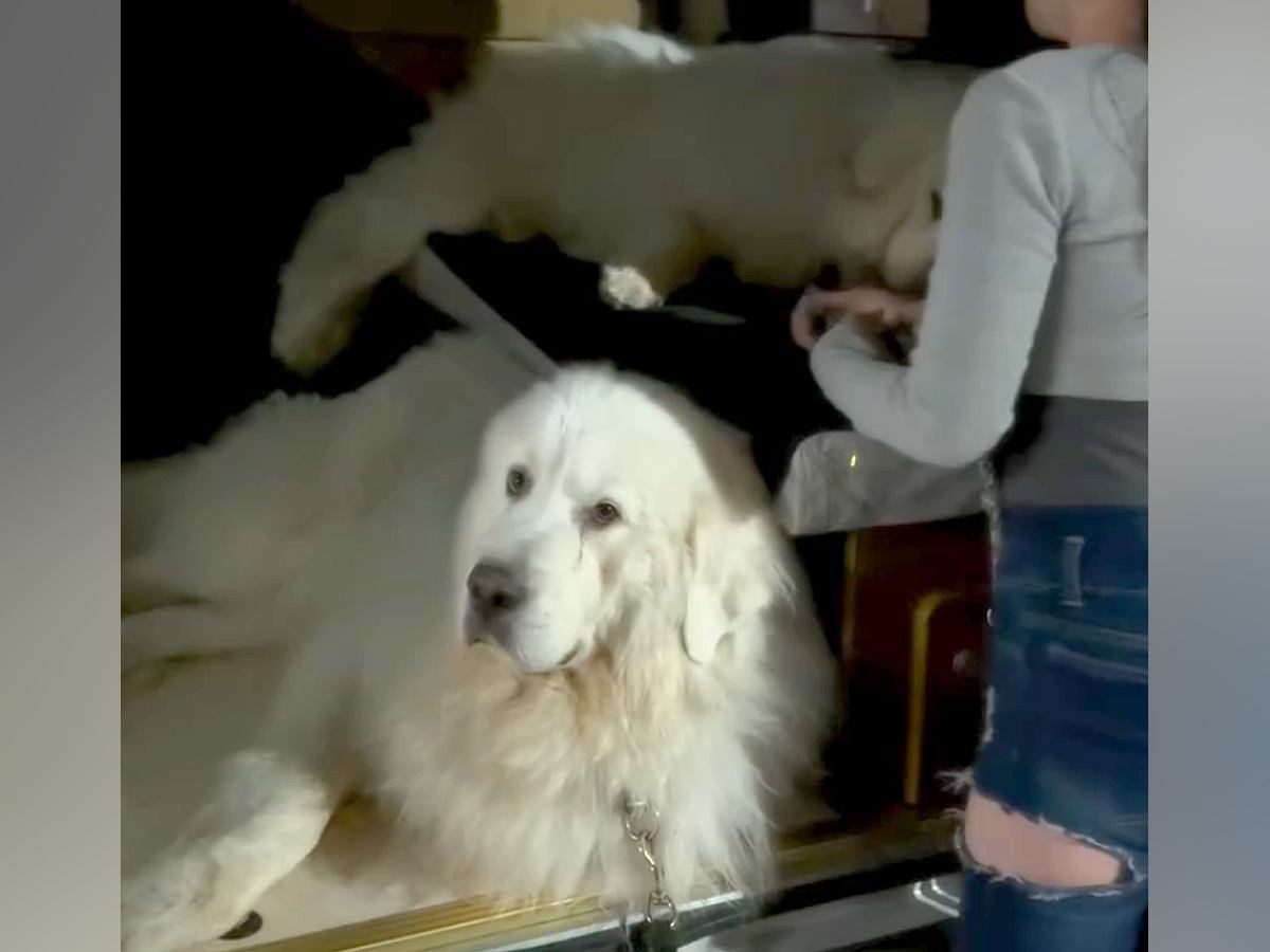 車のうしろに乗っている2匹の超大型犬→降ろそうとすると…絶望的すぎる『まさかの態度』が367万再生「笑ったｗ」「子供以上に手がかかるｗ」
