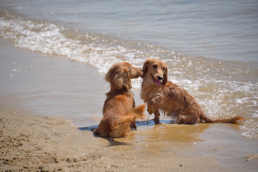 二頭目の犬を飼うならいつがいい？