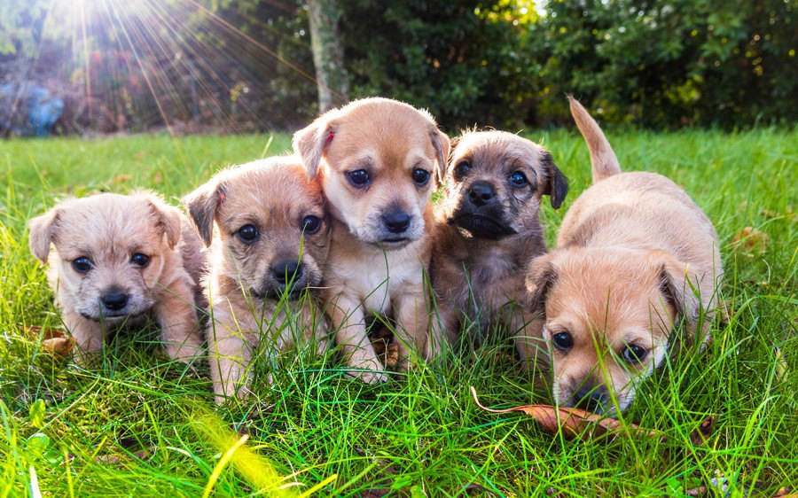 犬に安心して過ごしてもらうために意識すべき４つのこと