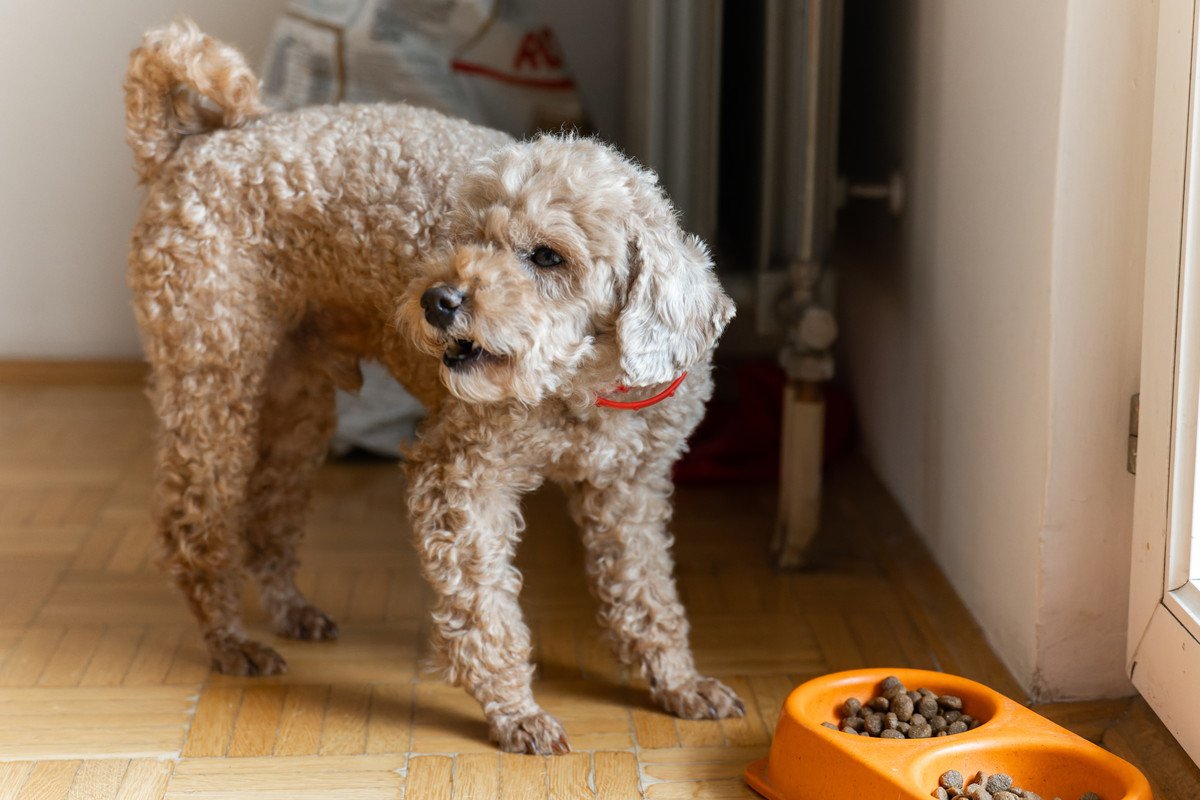 犬の『置き餌』って危険なの？3つの理由と注意点、飼い主ができる工夫まで解説