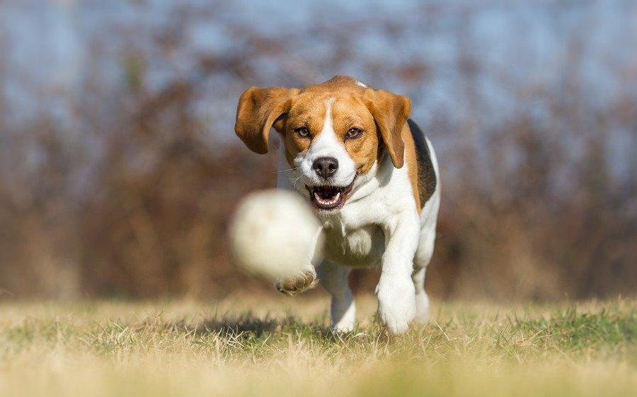 犬が喜ぶ飼い主との遊び４選