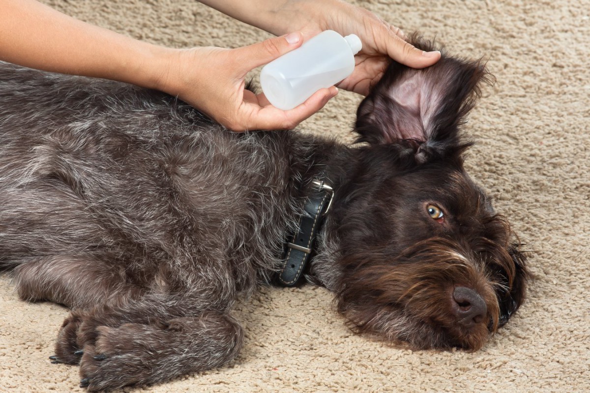 犬の耳掃除用の洗浄液は代用できる？正しいやり方や注意点まで