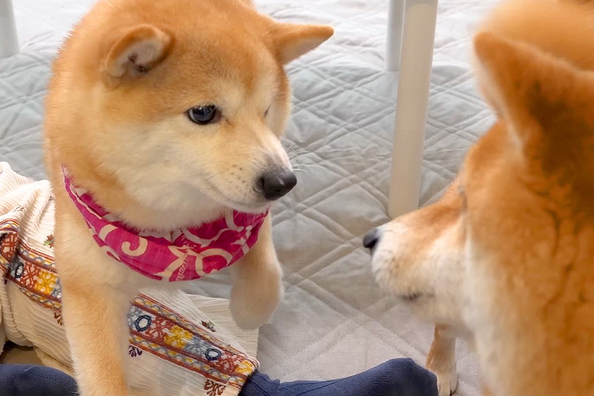 弟犬にパンチされたワンコ→『兄犬がやった』と勘違いし、ブチギレて…『コントのような光景』に爆笑「めっちゃ怒ってて草」「とばっちりｗｗ」