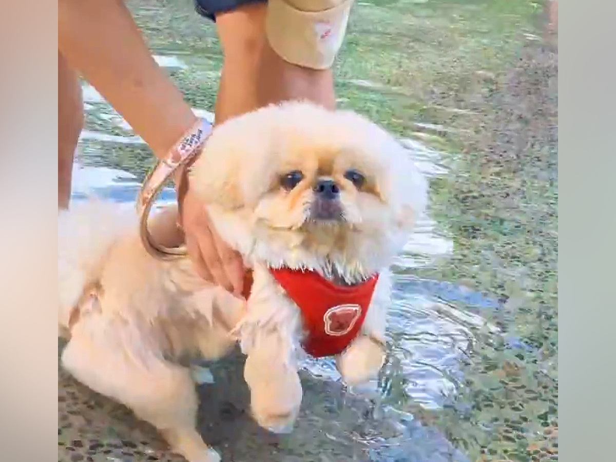 チャパチャパ泳ぐ練習をする犬→なぜか右上から…全く予想できなかった『まさかの展開』が612万表示「思ってた100倍良いｗ」「癖になる」