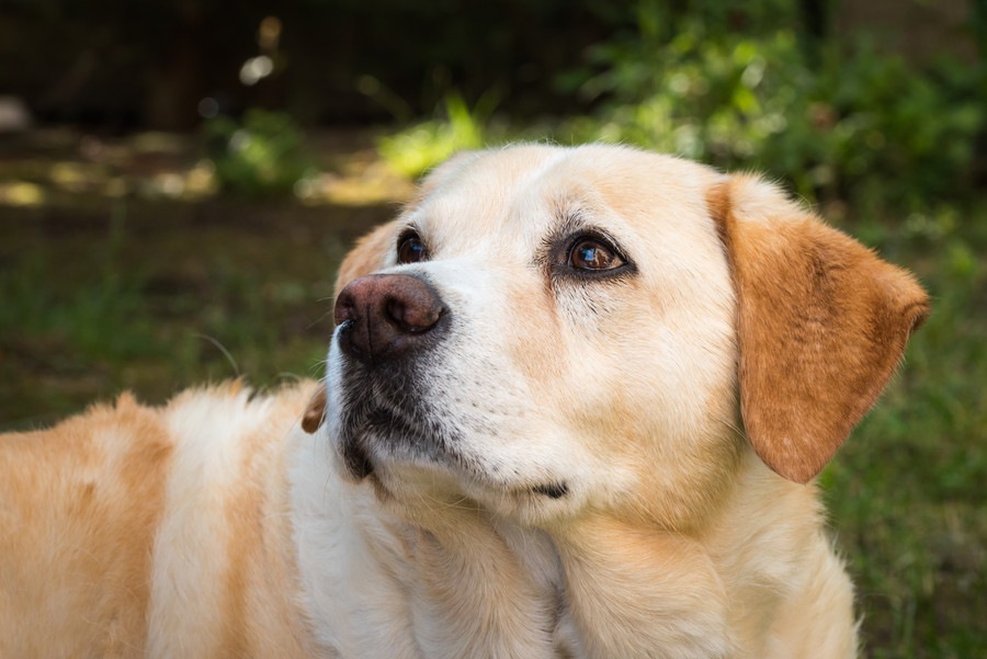 犬が持つ特殊な能力って何だろう？...癌・災害・死を予知する犬の話